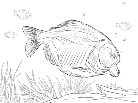 Attacking Piranha Coloring Page